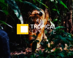 tropical life